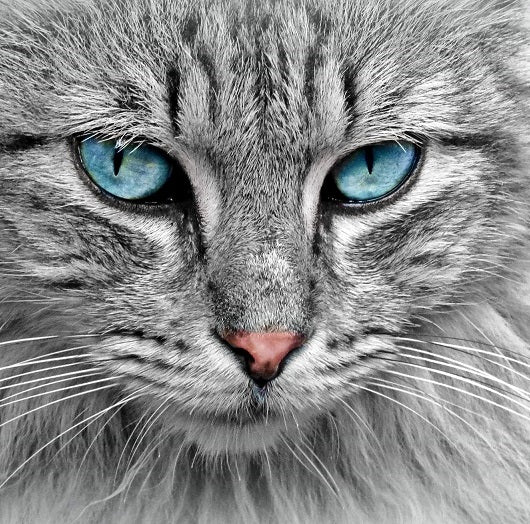 Cat's Eyes Gemstone
