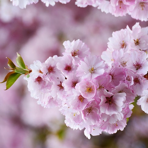 Cherry Blossom Jasper Gemstone